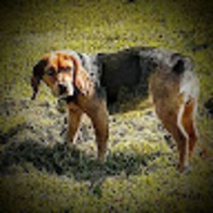 Meet your Posher, Drury